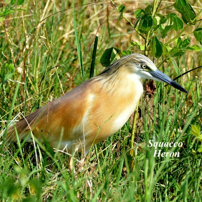 Squacco Heron